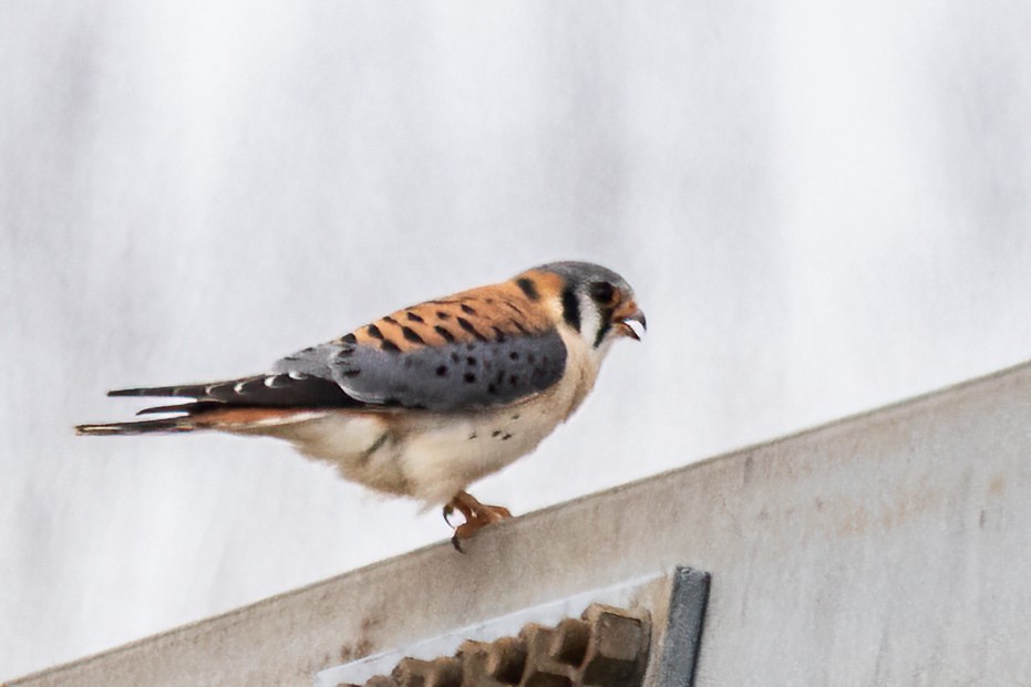 American Kestrel - ML617196158