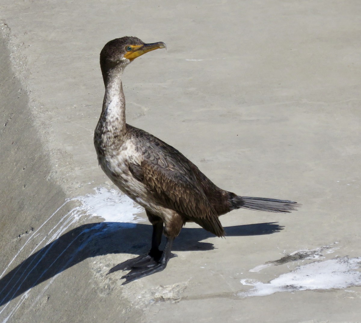 Double-crested Cormorant - ML617196178