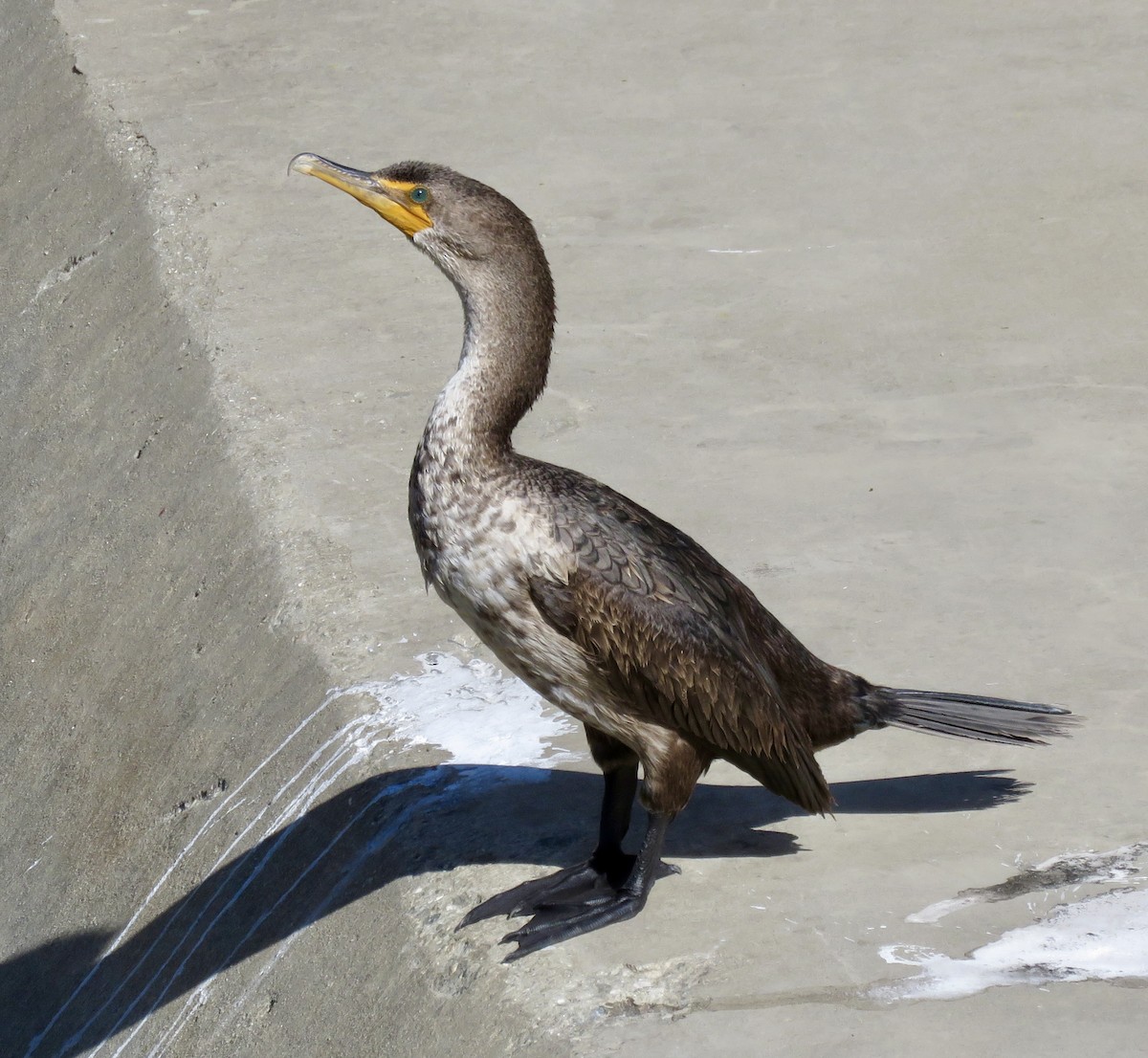 Double-crested Cormorant - ML617196179