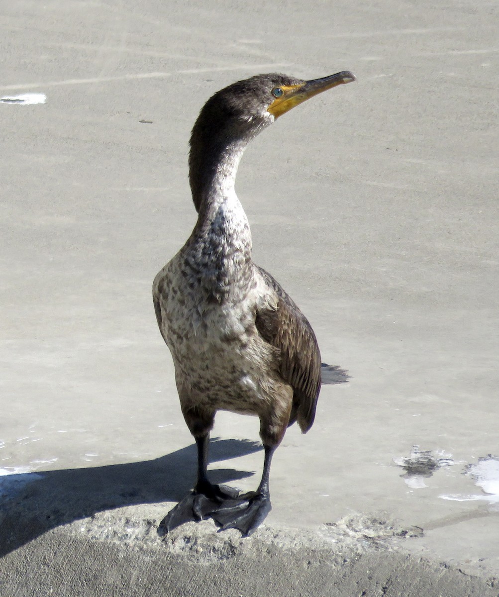 Double-crested Cormorant - ML617196180