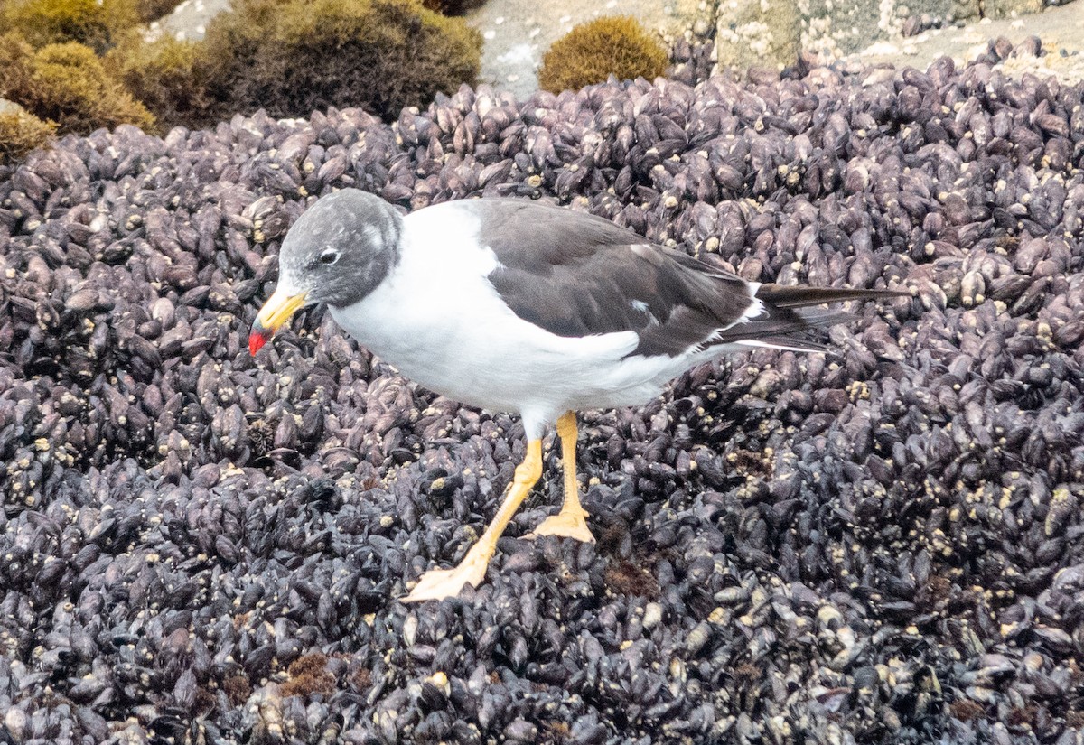 Belcher's Gull - ML617196198