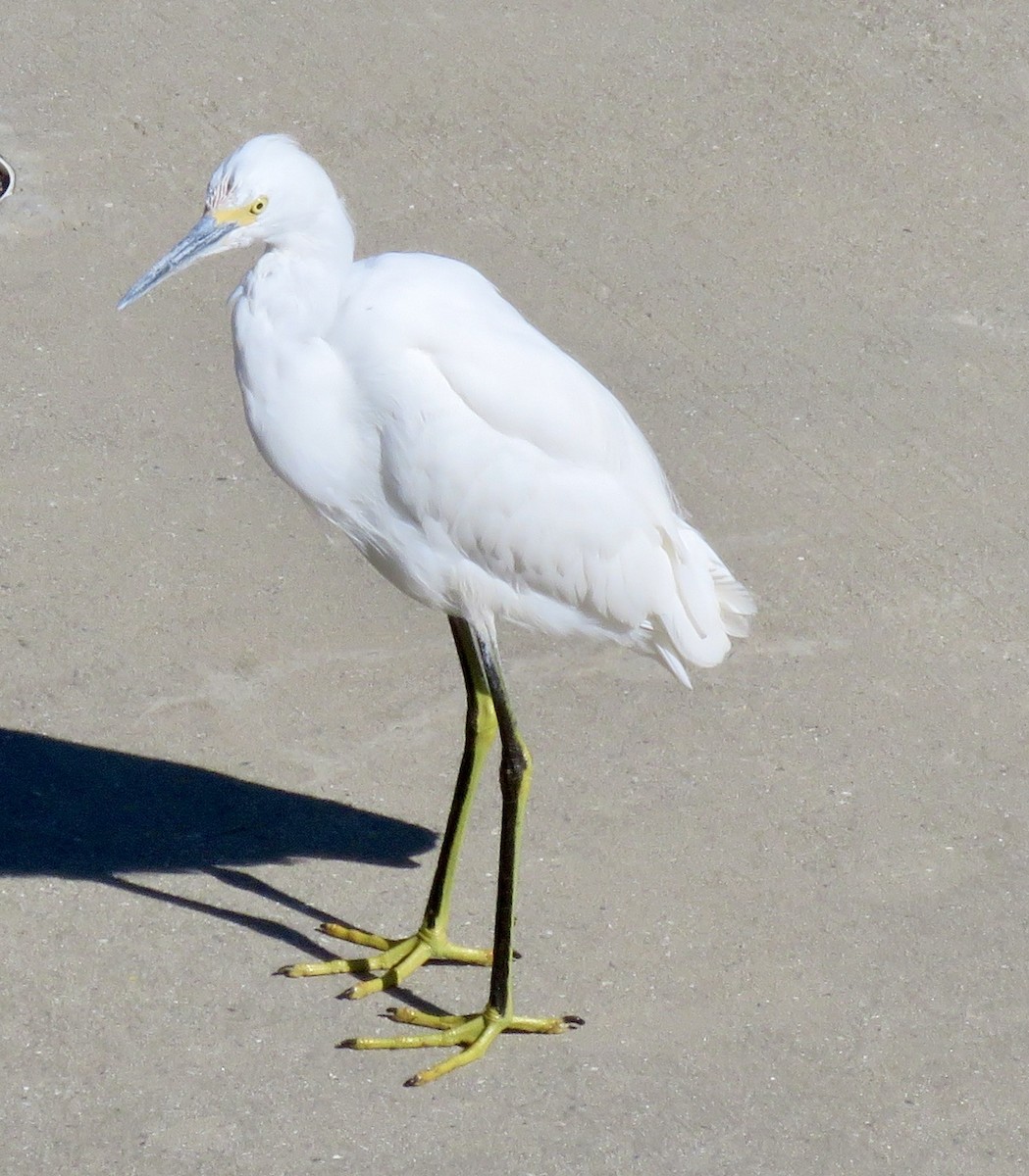 Snowy Egret - ML617196241