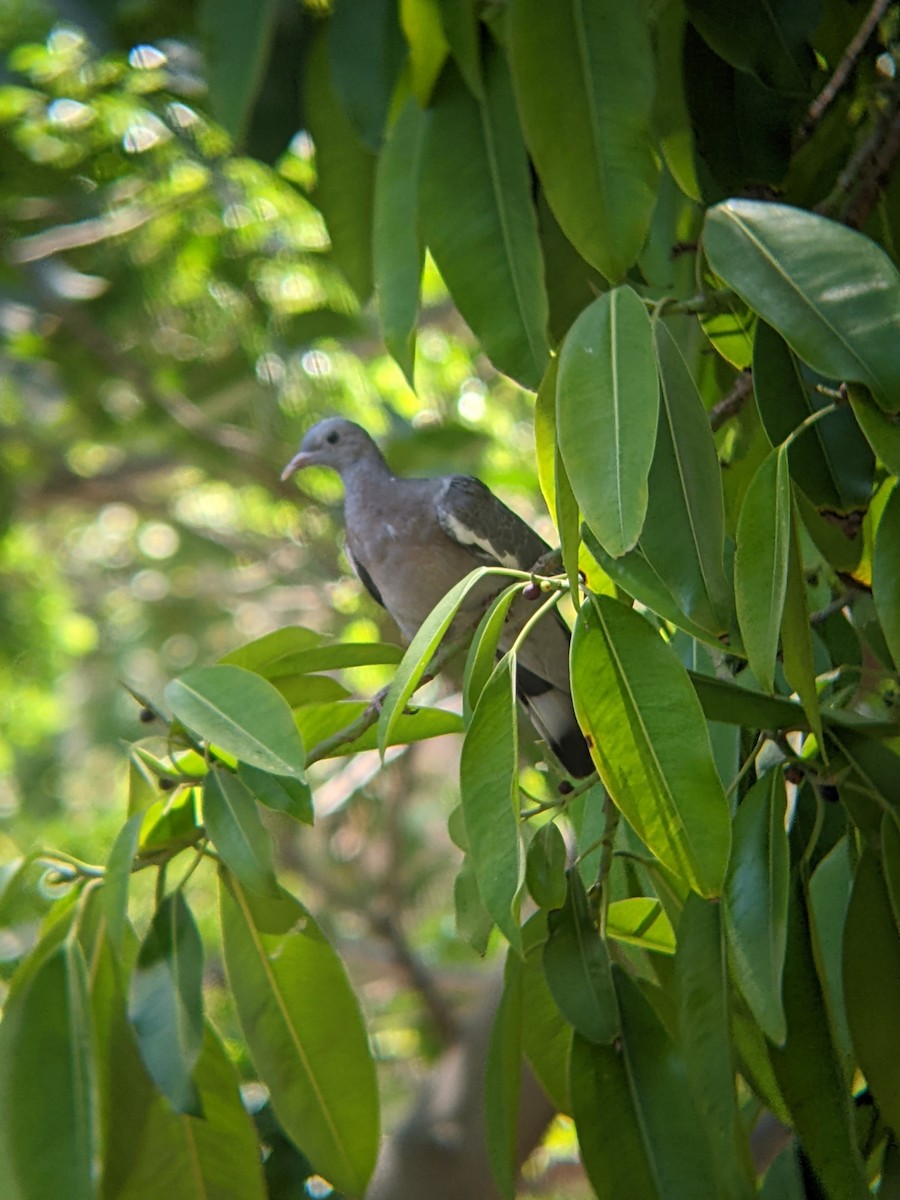 Common Wood-Pigeon - Bemma Watson Hernandez