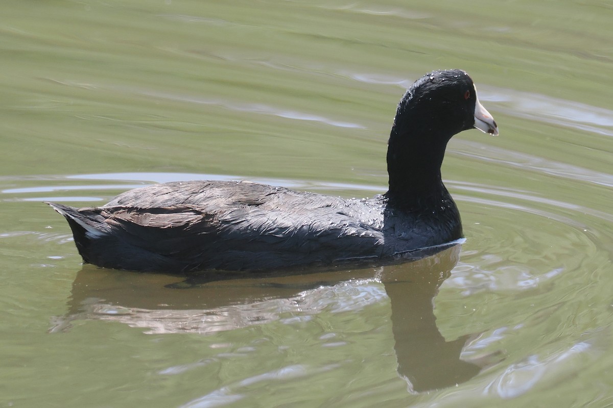 American Coot - Donna Pomeroy
