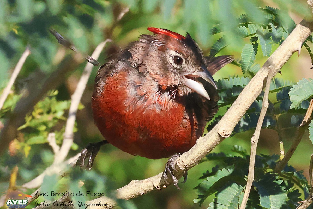 Red-crested Finch - ML617196302