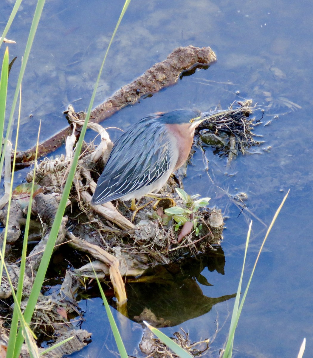 Green Heron - ML617196304