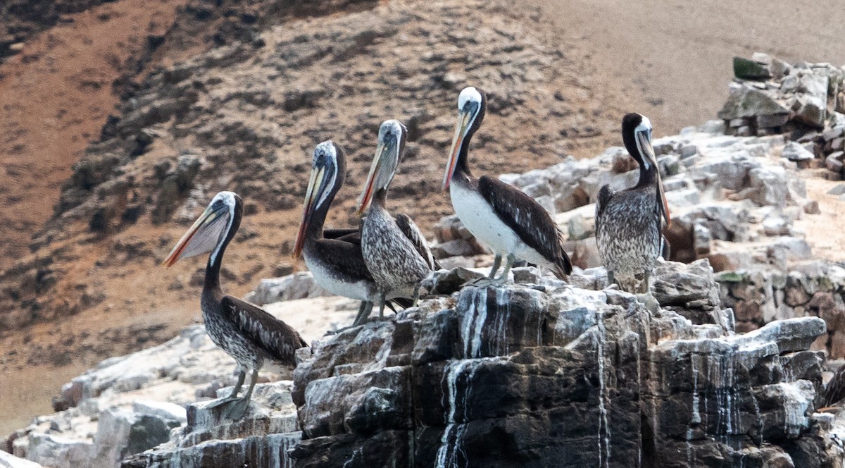 Peruvian Pelican - ML617196310