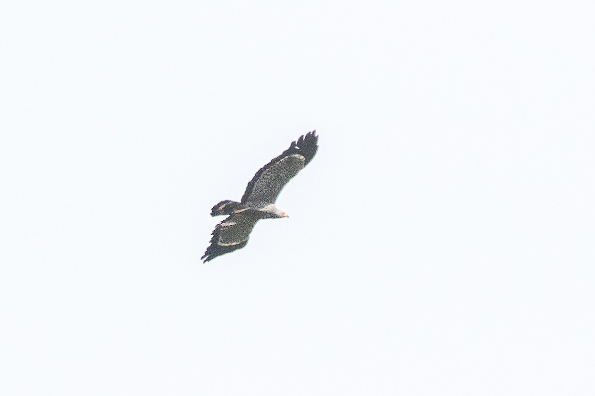 African Harrier-Hawk - Neil Hayward