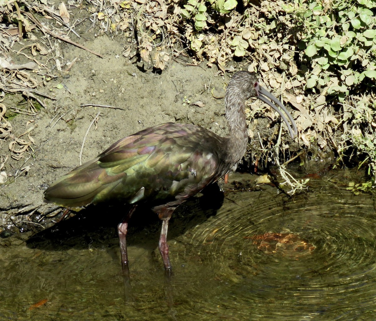 White-faced Ibis - ML617196342