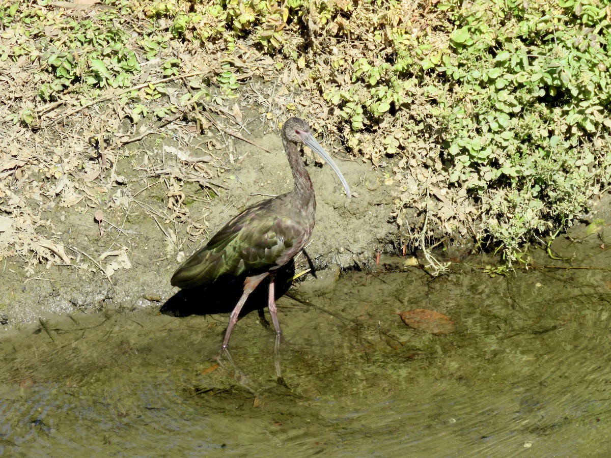 White-faced Ibis - ML617196343