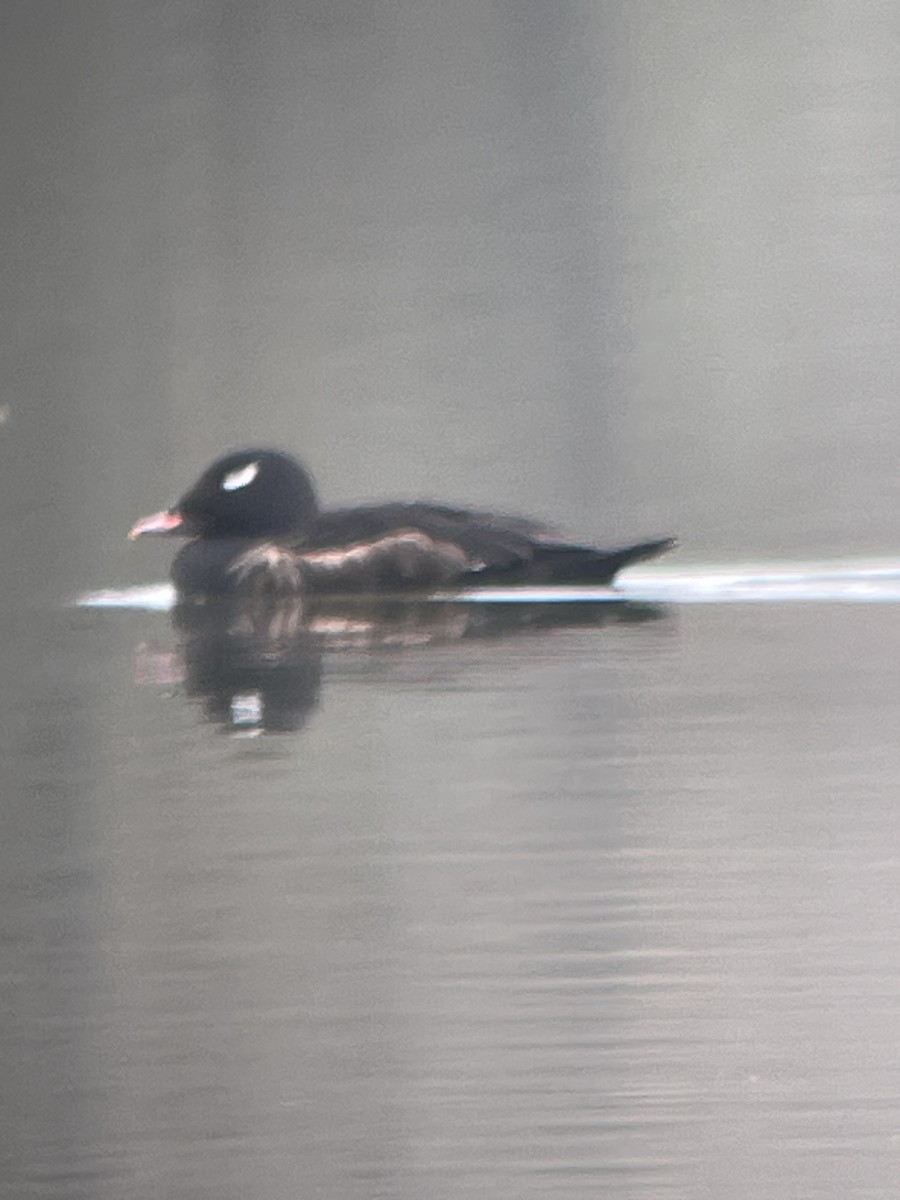 White-winged Scoter - ML617196364