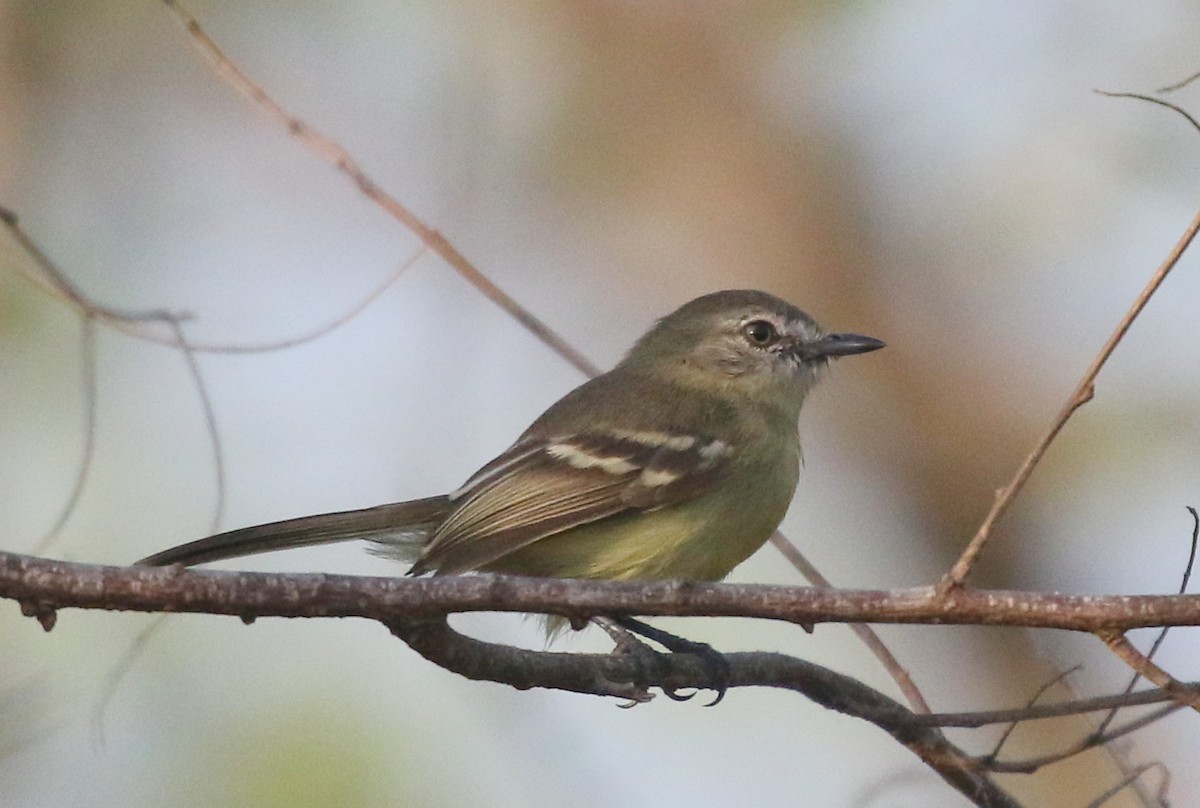 Pale-tipped Tyrannulet - Corey Callaghan