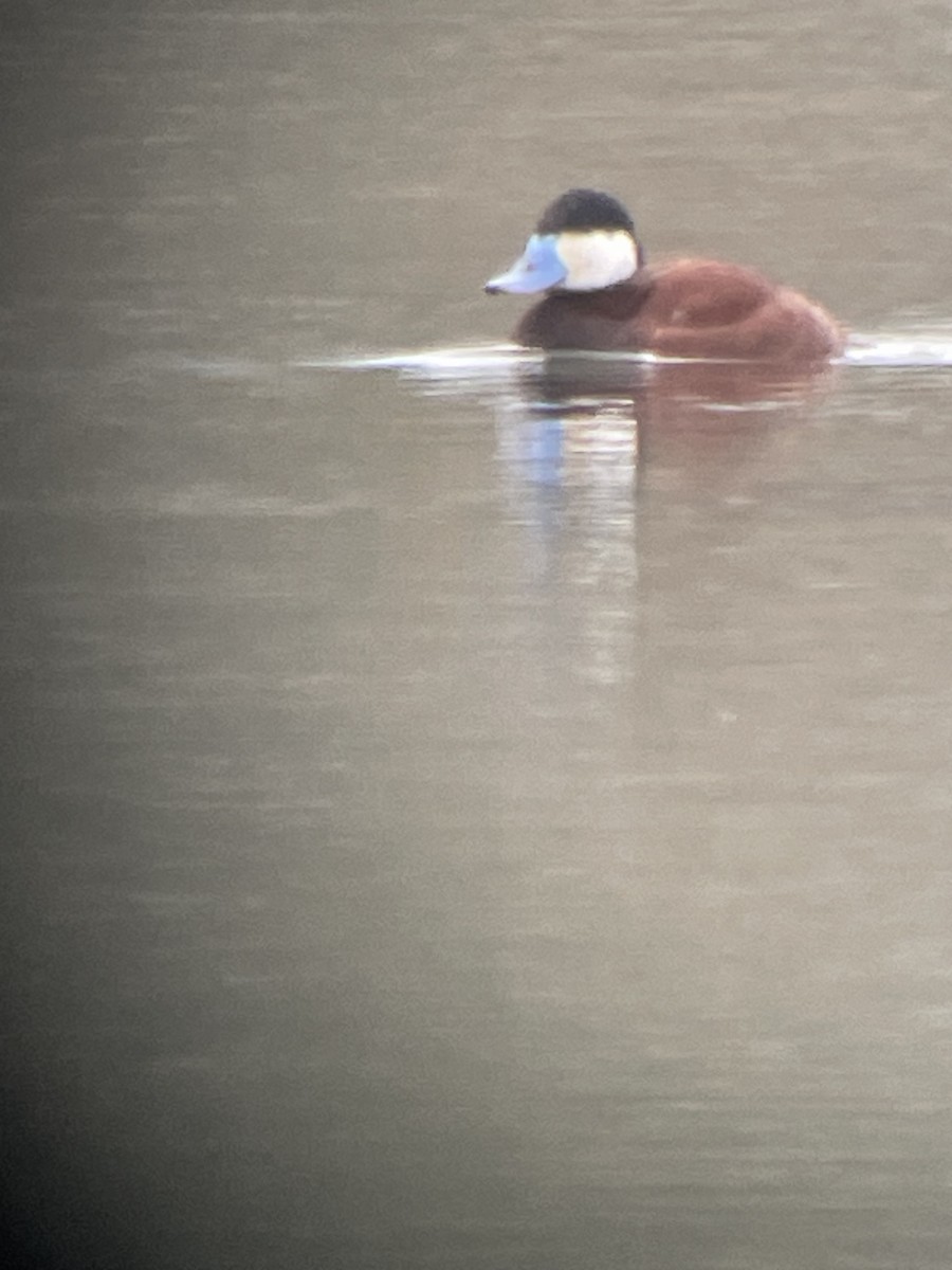 Ruddy Duck - ML617196379