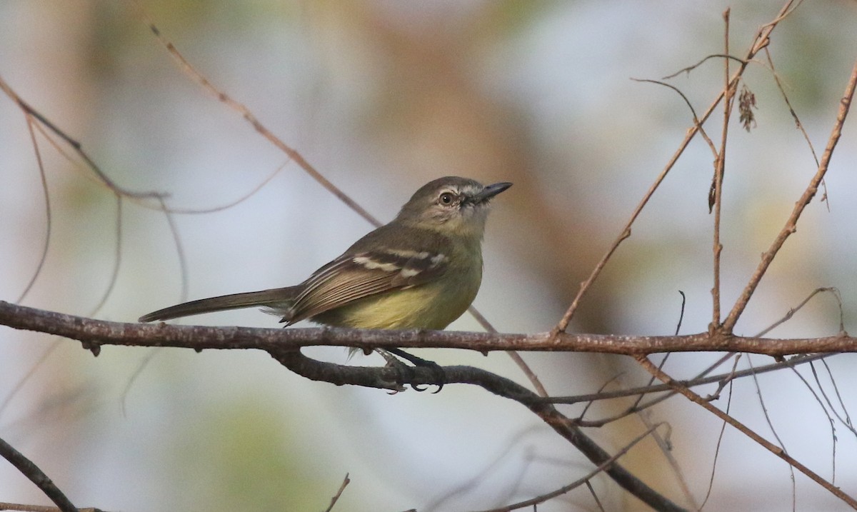 Pale-tipped Tyrannulet - Corey Callaghan