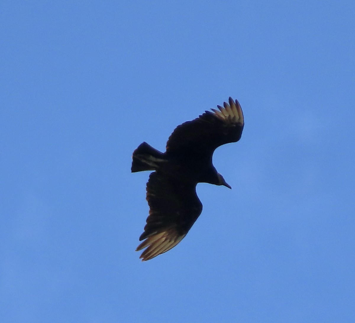 Black Vulture - George Chrisman