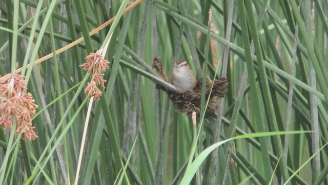 Wren-like Rushbird - ML617196394