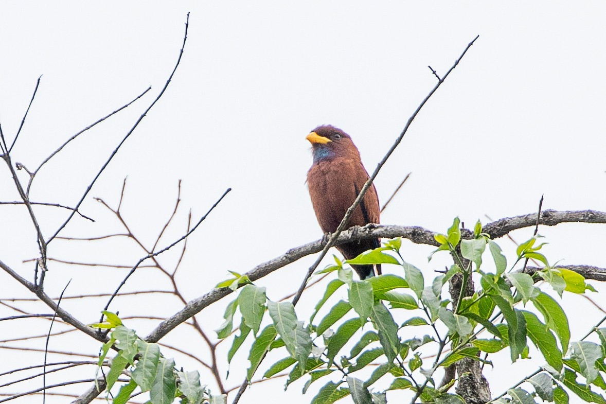 Blue-throated Roller - ML617196479