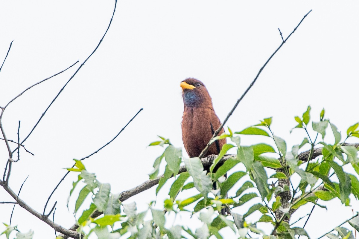 Carraca Gorjiazul - ML617196480