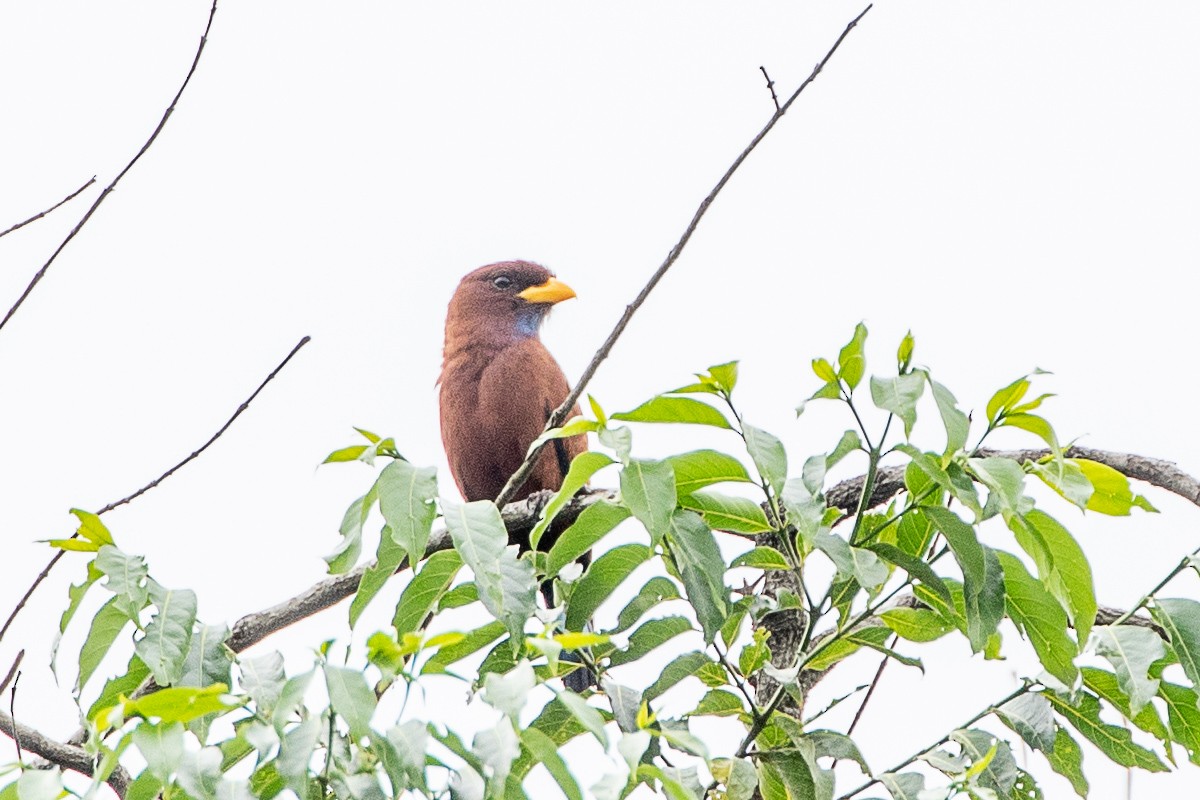 Blue-throated Roller - ML617196481