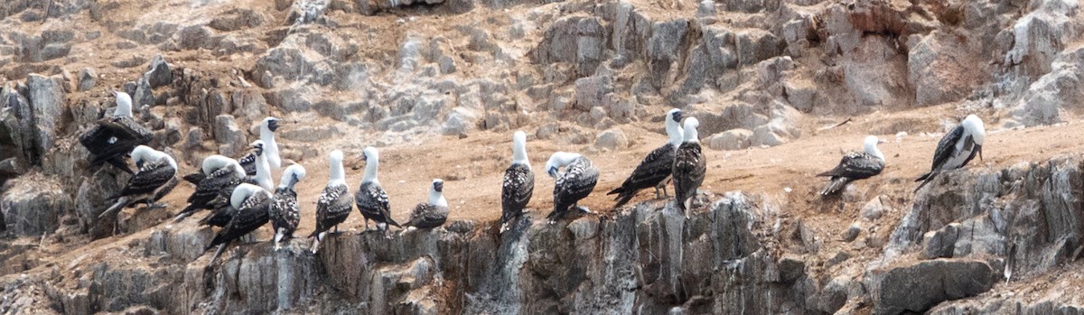 Peruvian Booby - ML617196504