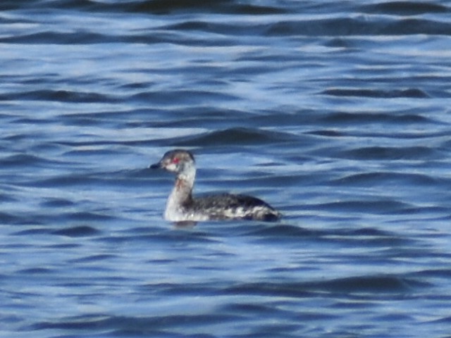 Horned Grebe - ML617196509