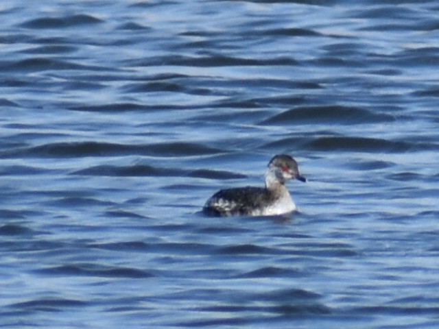 Horned Grebe - ML617196510