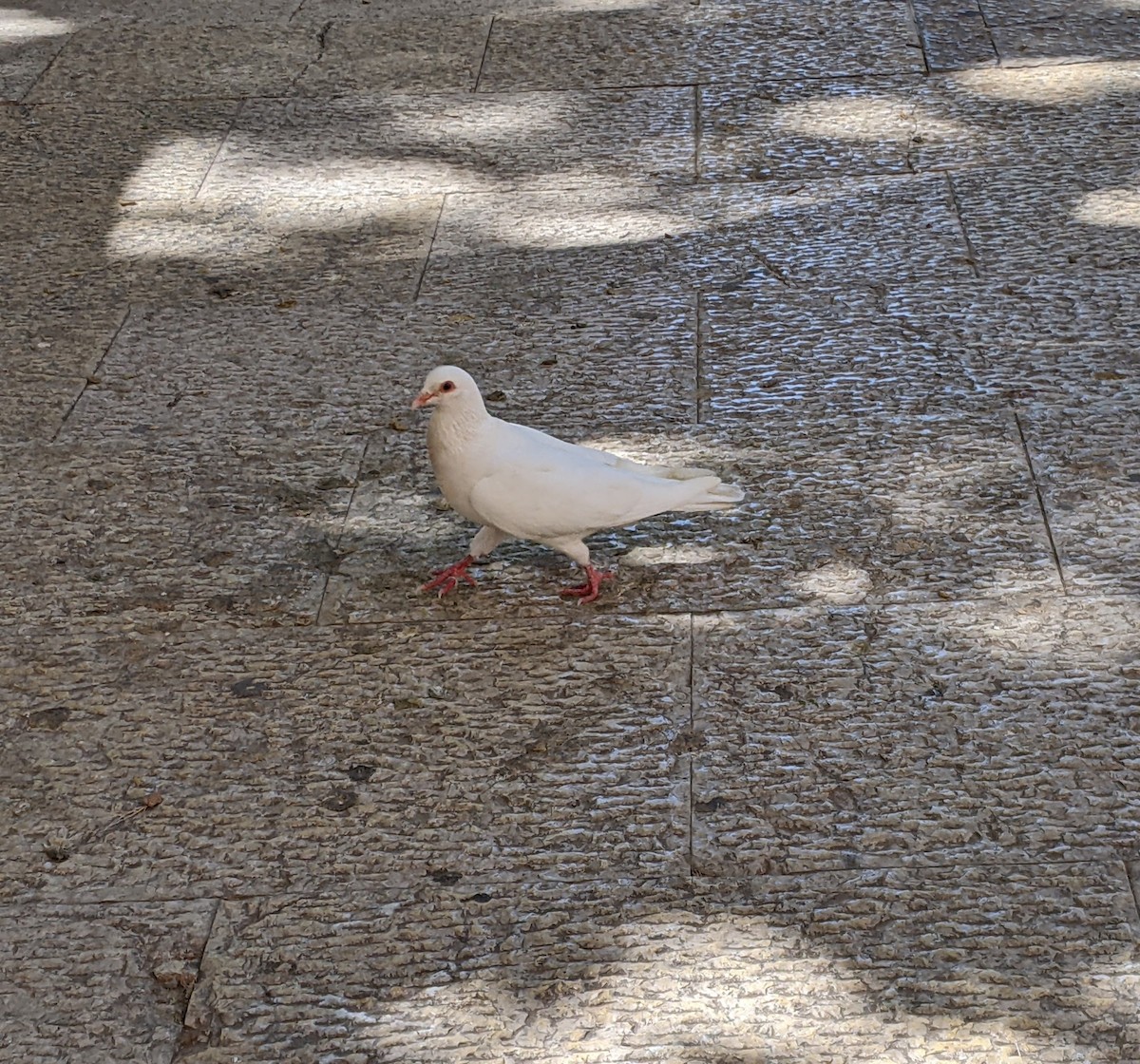 Rock Pigeon (Feral Pigeon) - Bemma Watson Hernandez