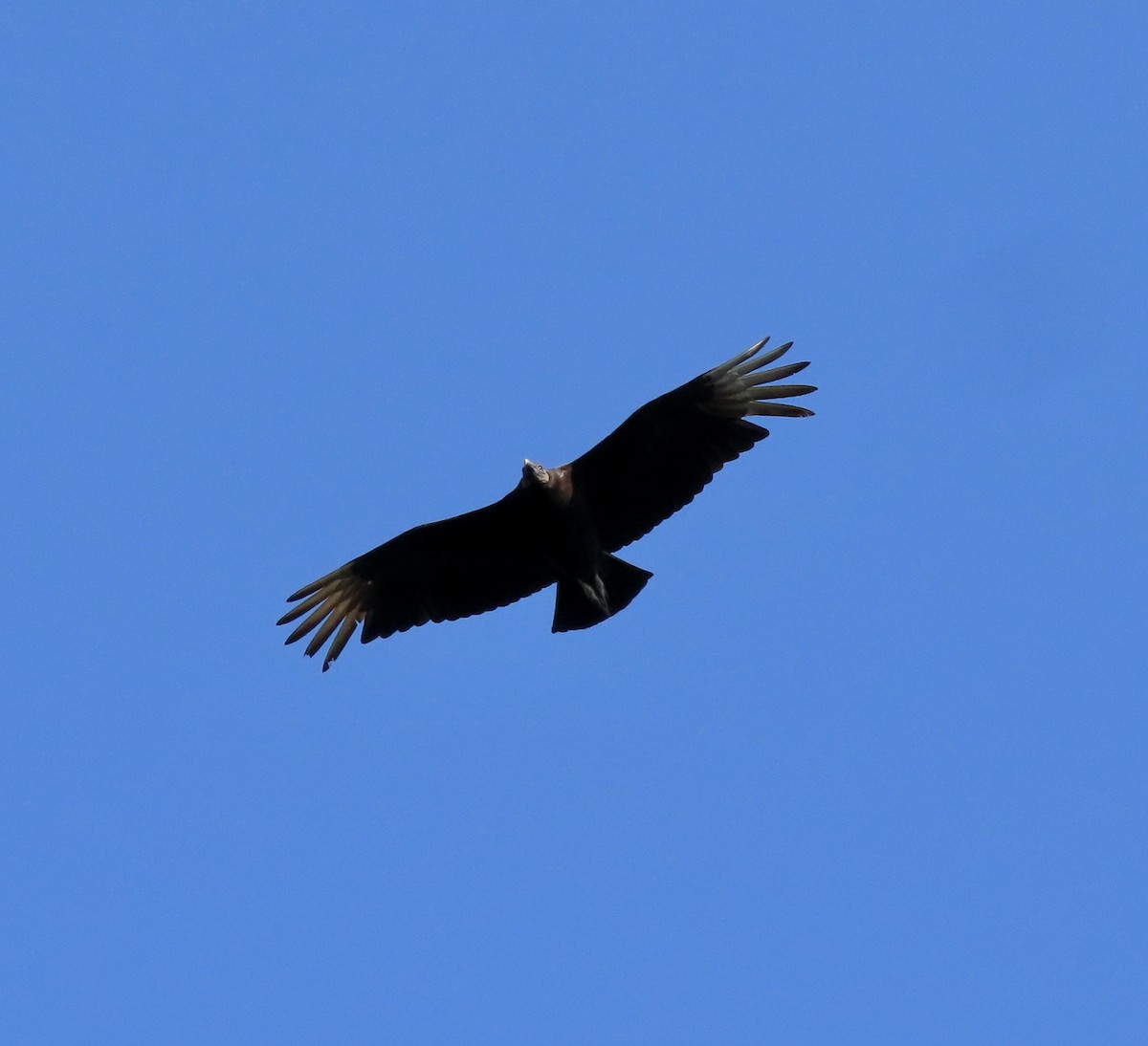 Black Vulture - ML617196547