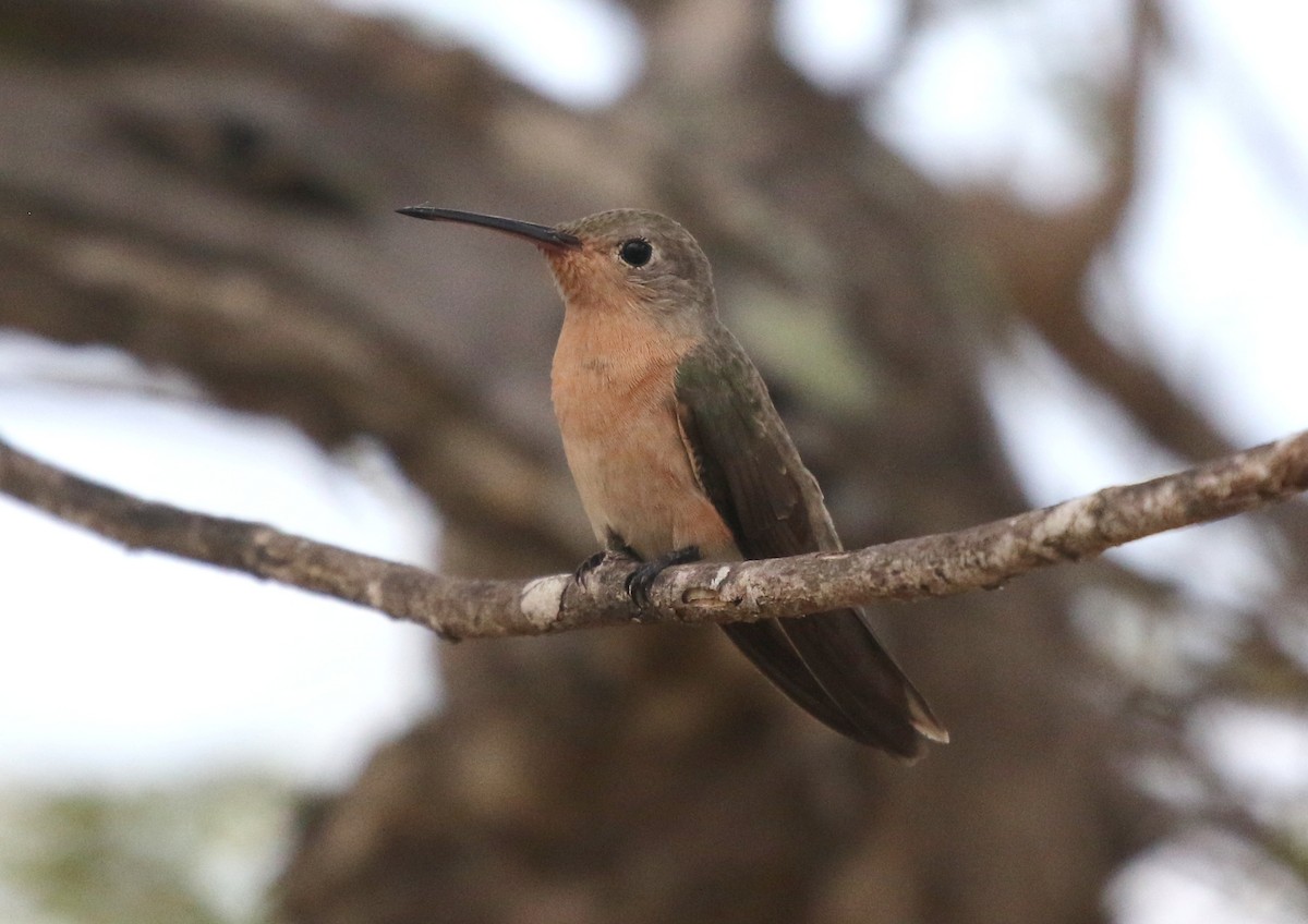 Zimtbrustkolibri - ML617196589