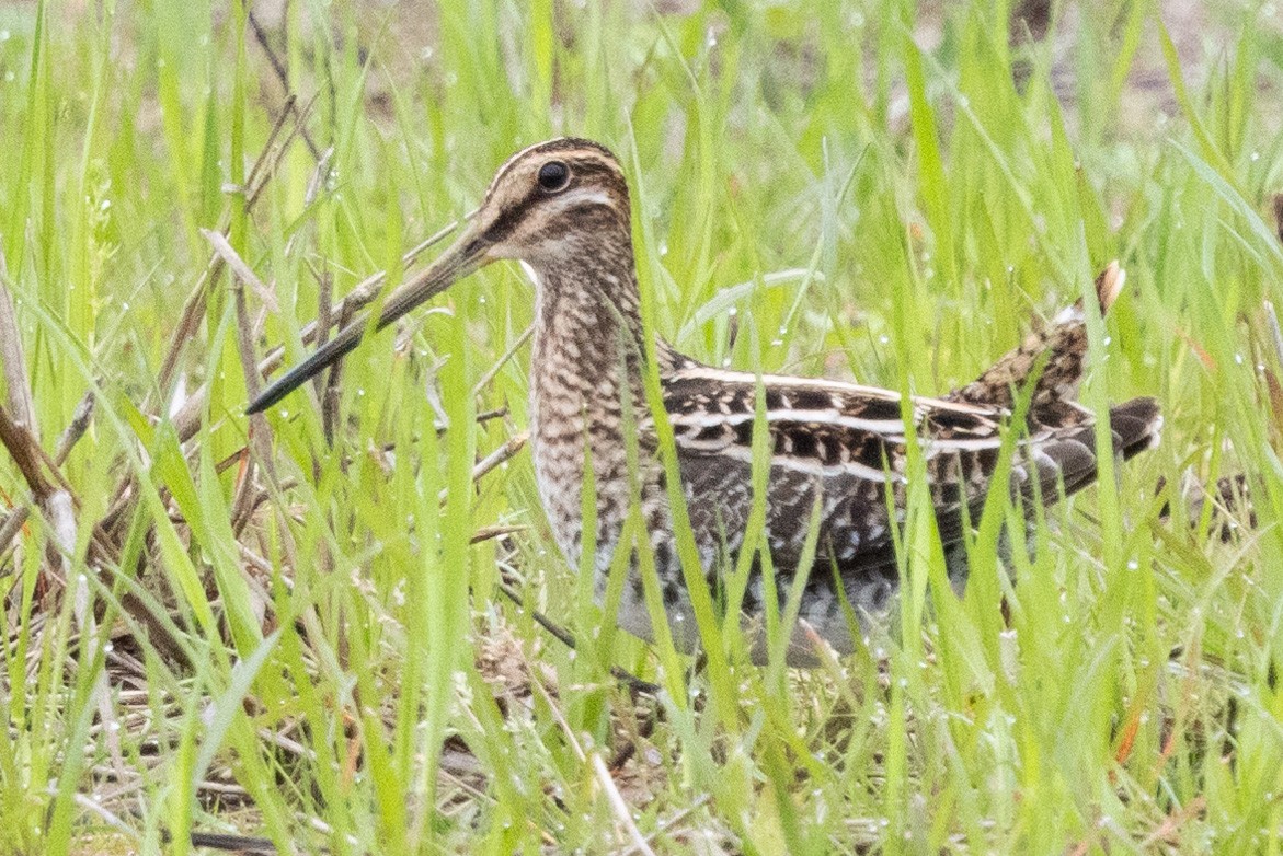 Wilson's Snipe - ML617196680