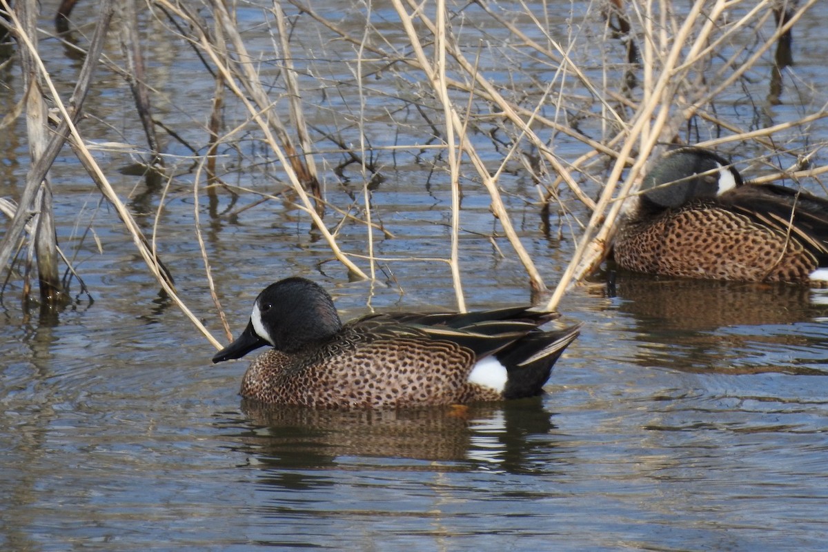 Blue-winged Teal - ML617196681