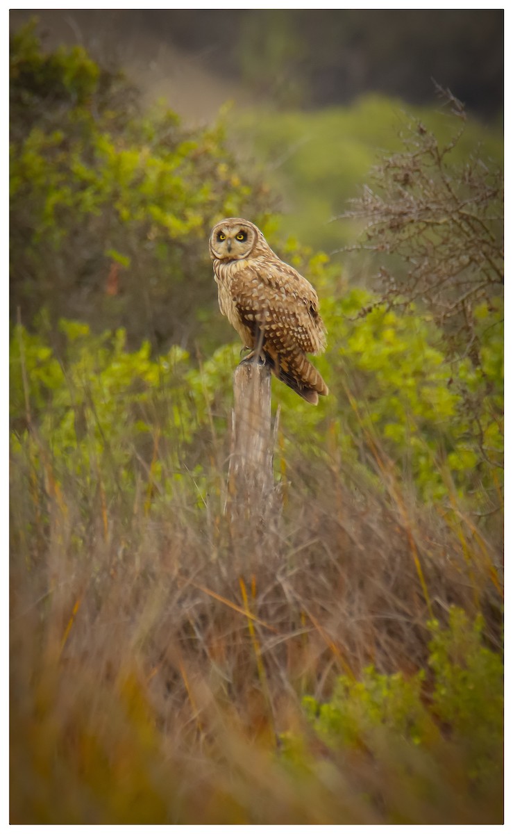 Short-eared Owl - Raúl Irarrazabal Rojas