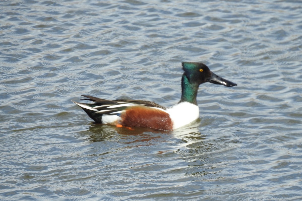 Northern Shoveler - ML617196699