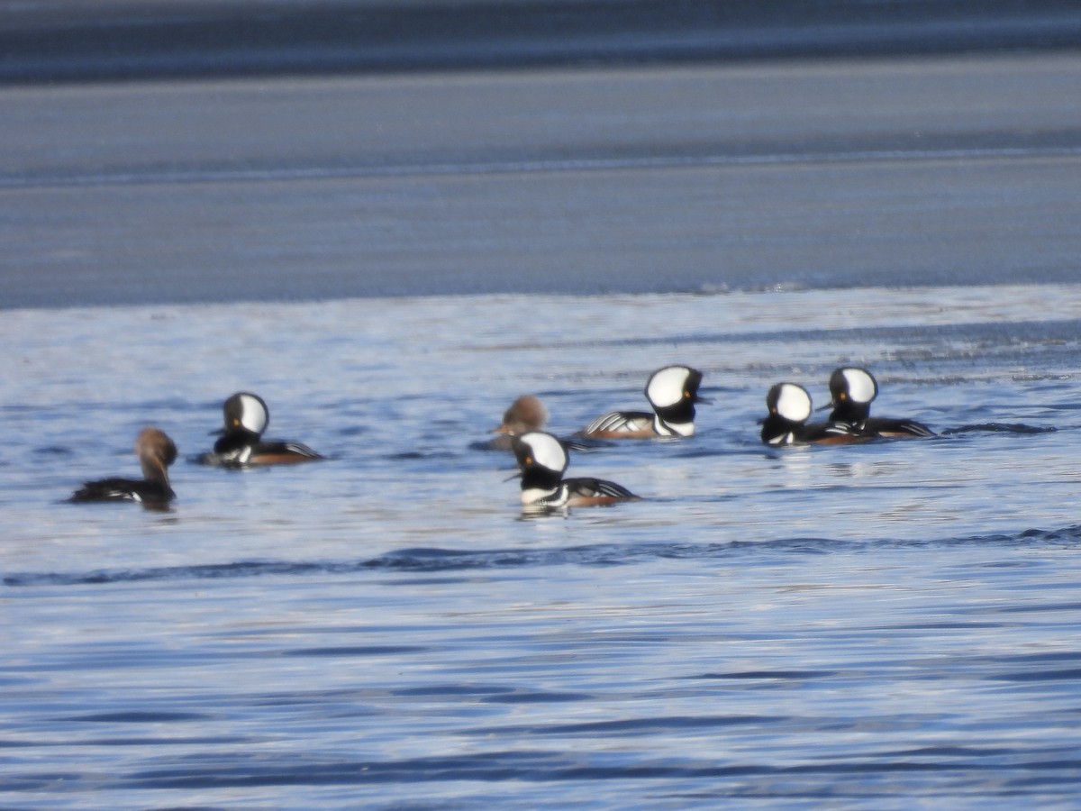 Hooded Merganser - ML617196705