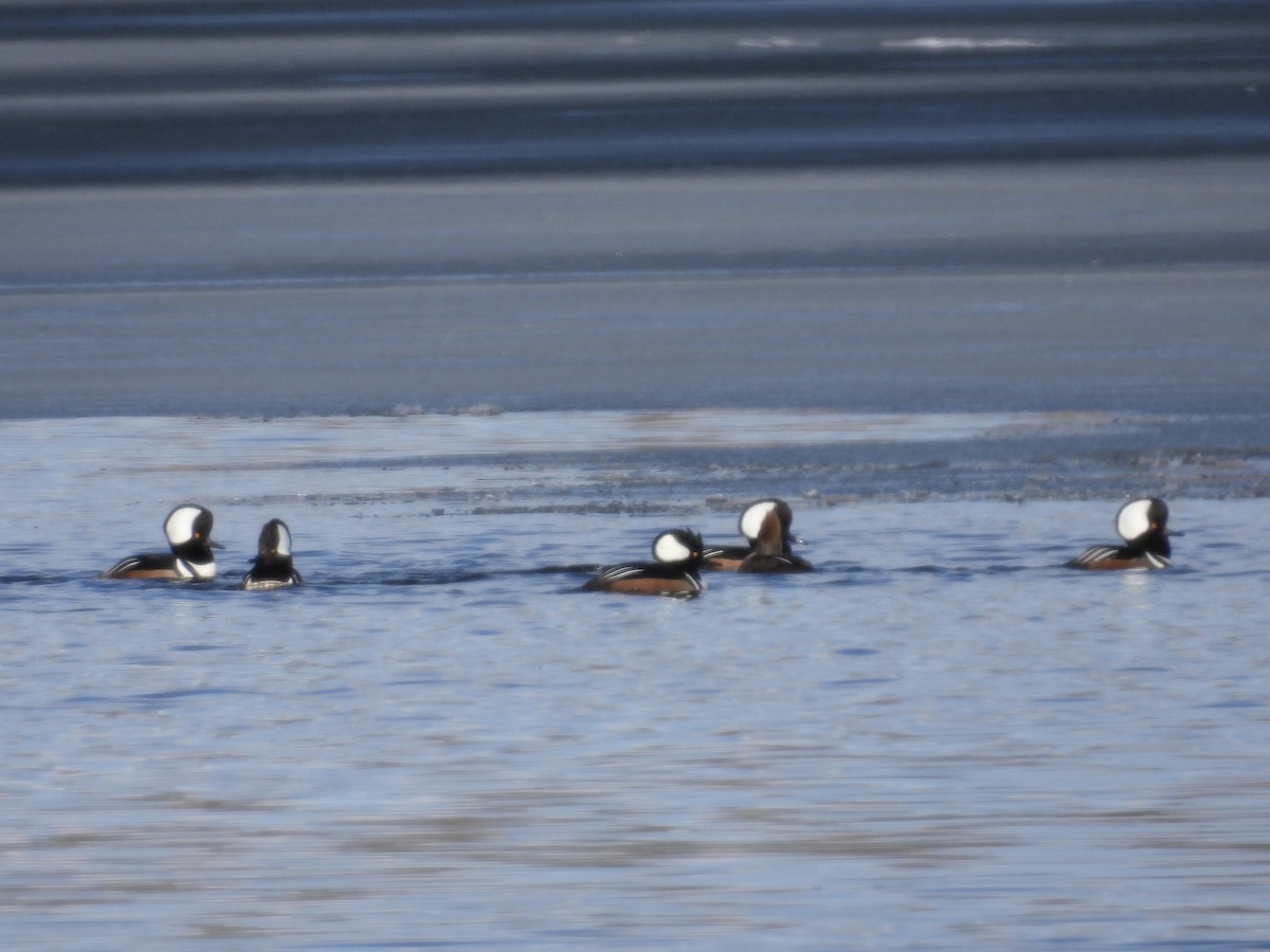 Hooded Merganser - ML617196706