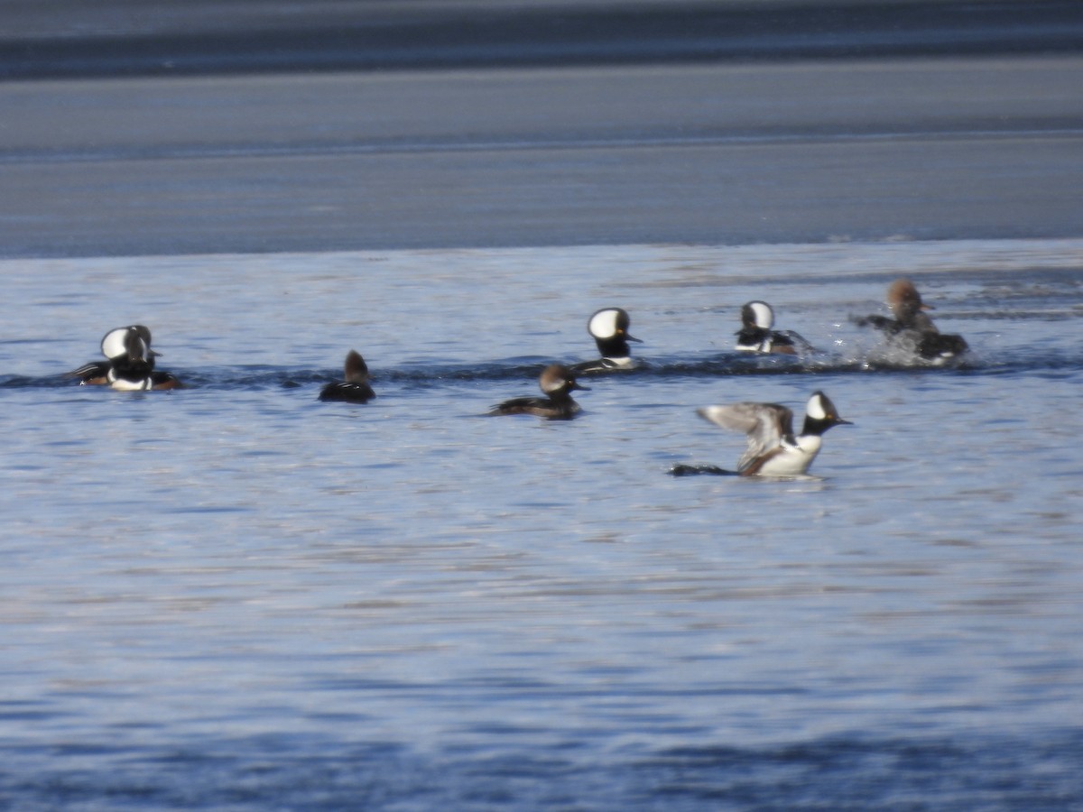 Hooded Merganser - ML617196707