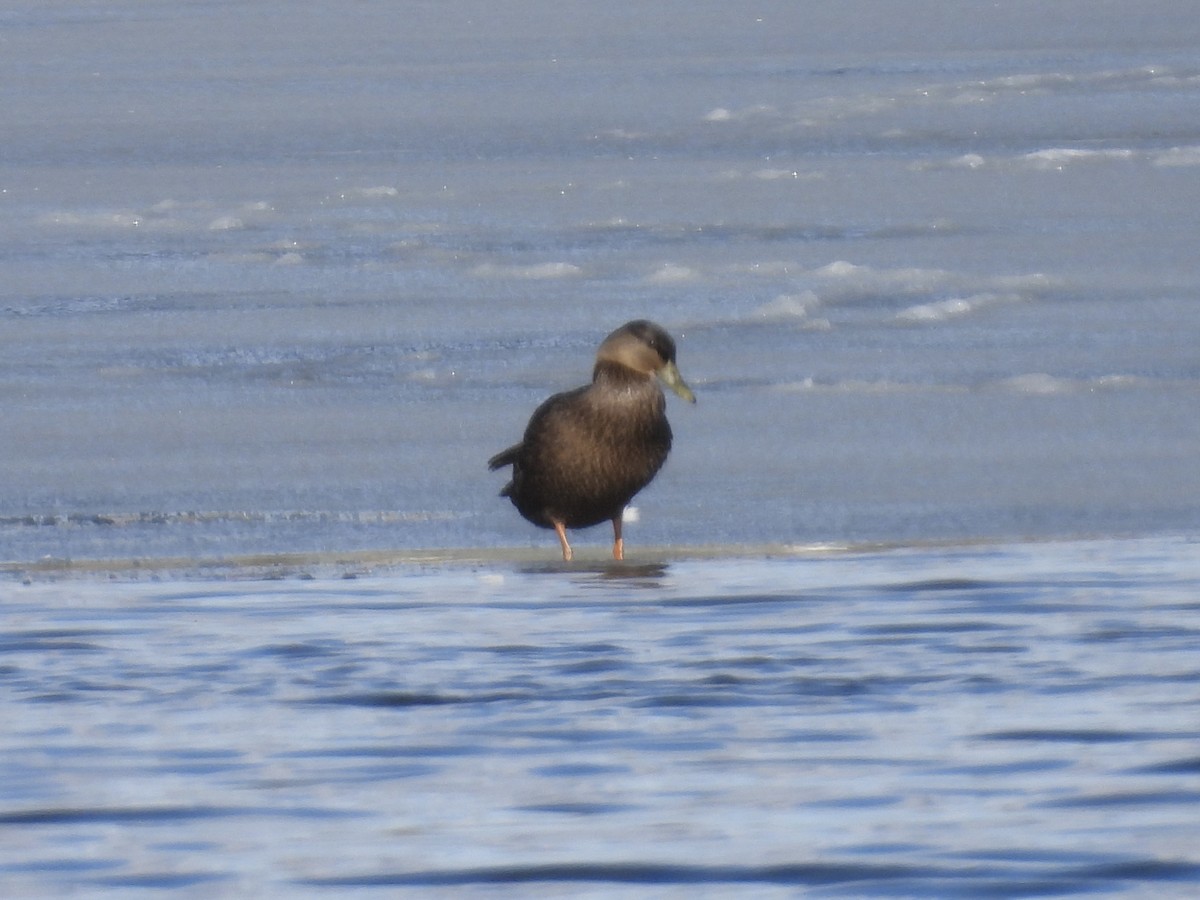 American Black Duck - ML617196725