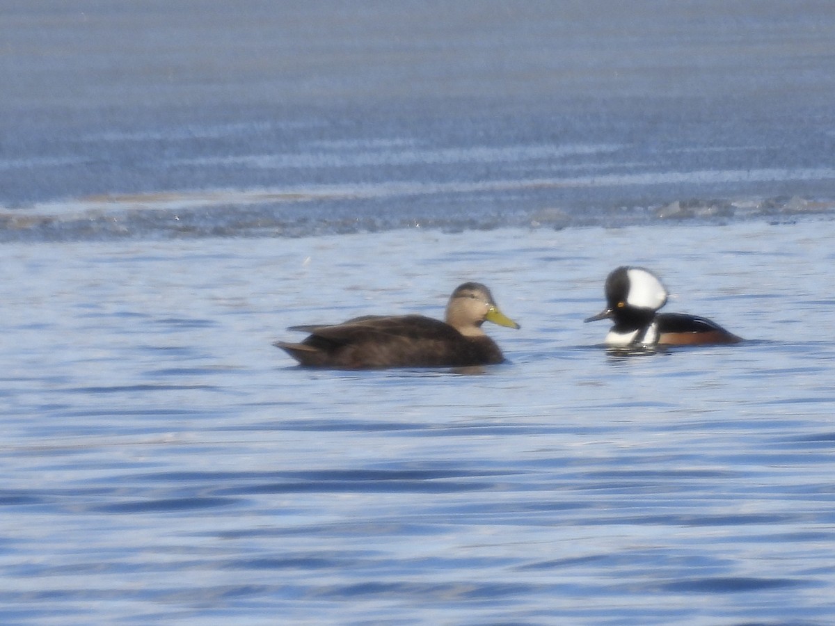 American Black Duck - ML617196726