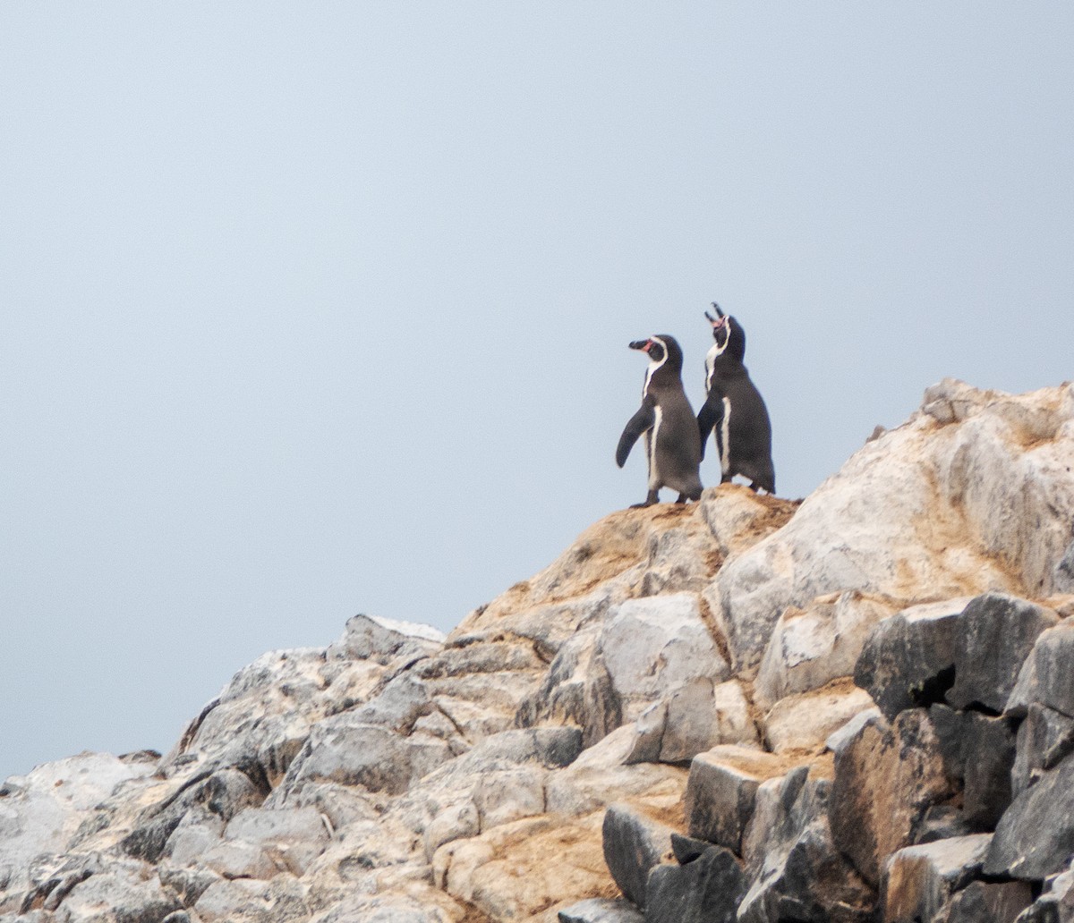 Humboldt Penguin - ML617196751