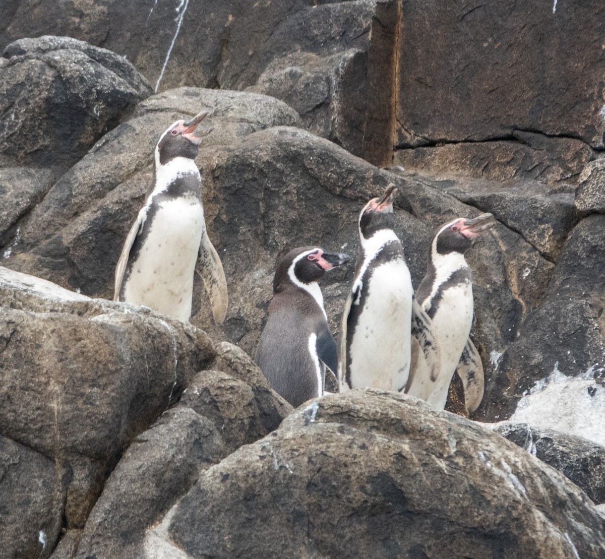 Humboldt Penguin - ML617196752