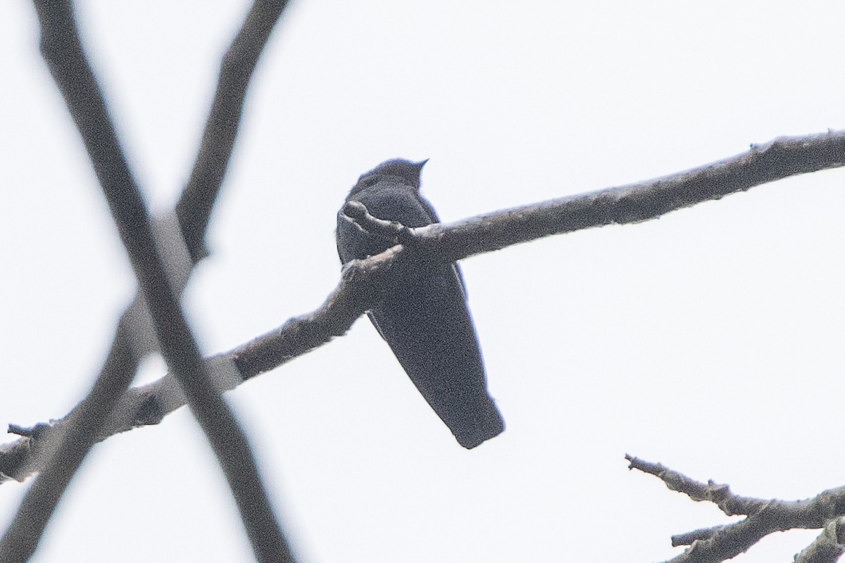 Square-tailed Sawwing - ML617196769