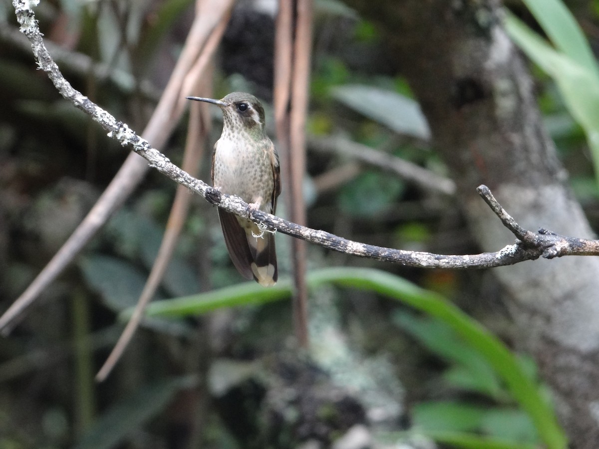 Speckled Hummingbird - Francisco Sornoza