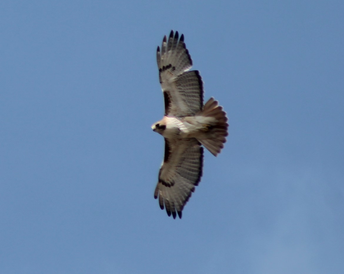 Red-tailed Hawk - Susan Strane