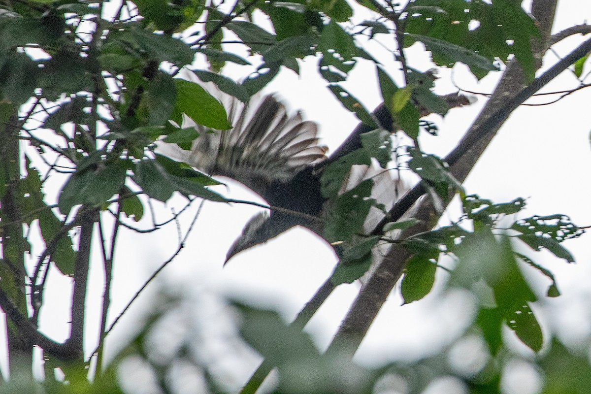 Western Long-tailed Hornbill - ML617196818