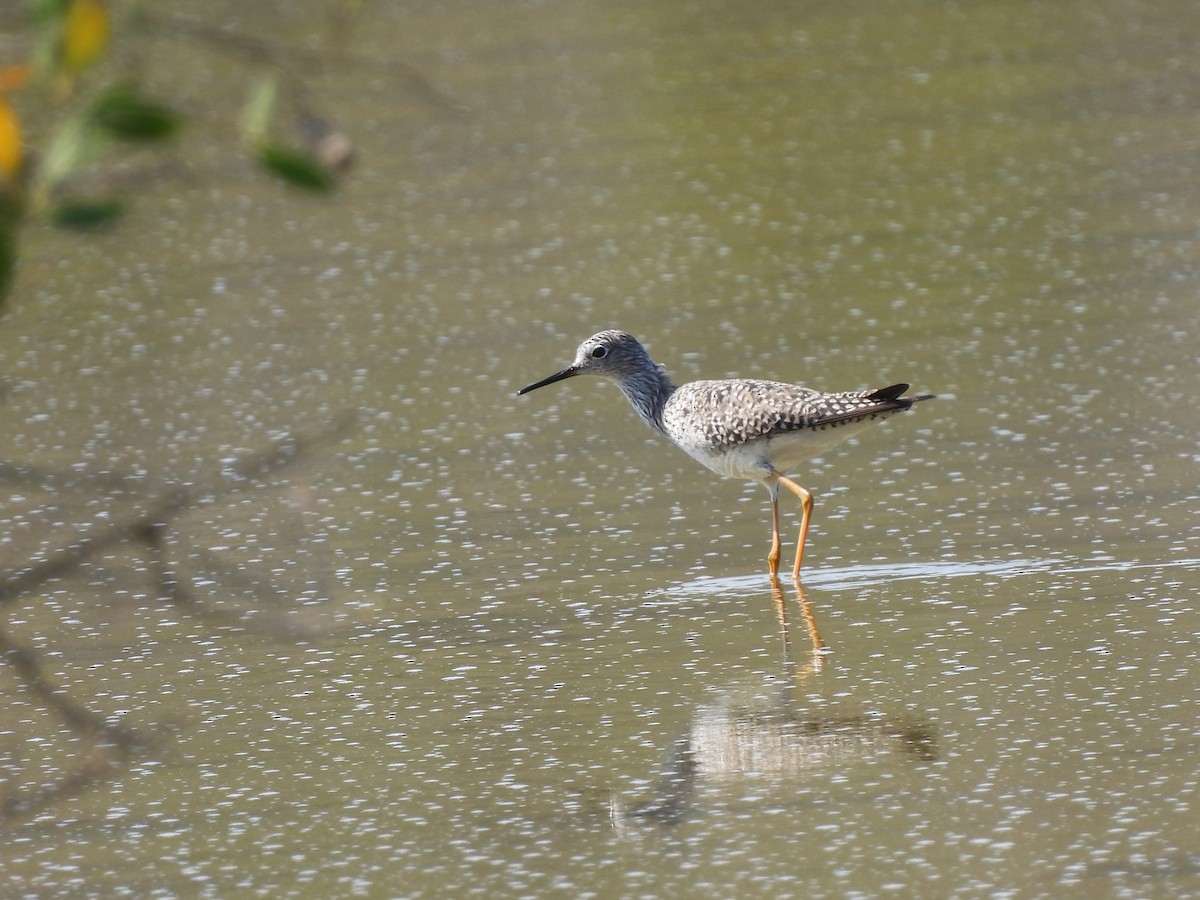 Lesser Yellowlegs - ML617196821