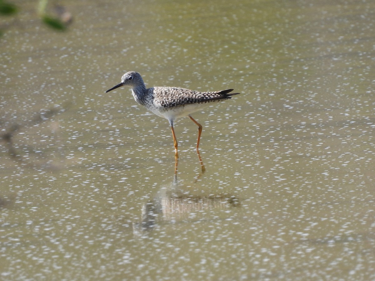 Lesser Yellowlegs - ML617196822