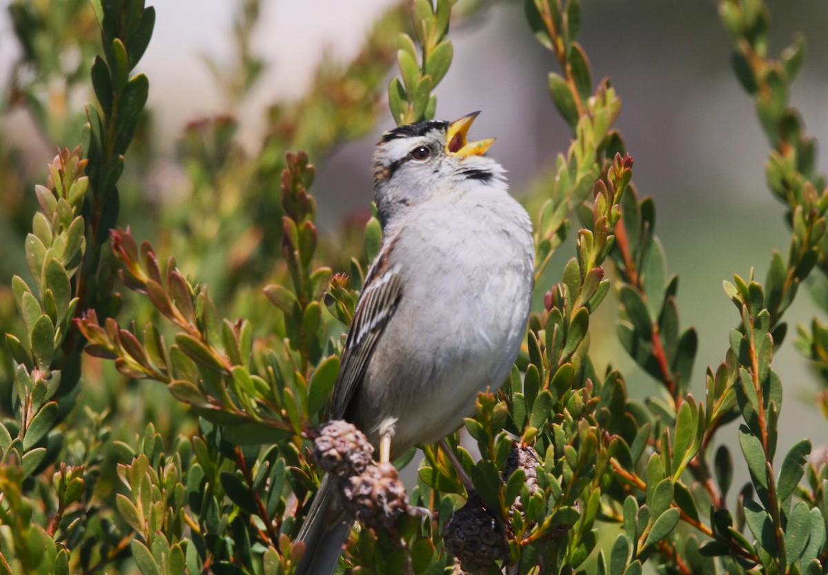 White-crowned Sparrow - ML617196895