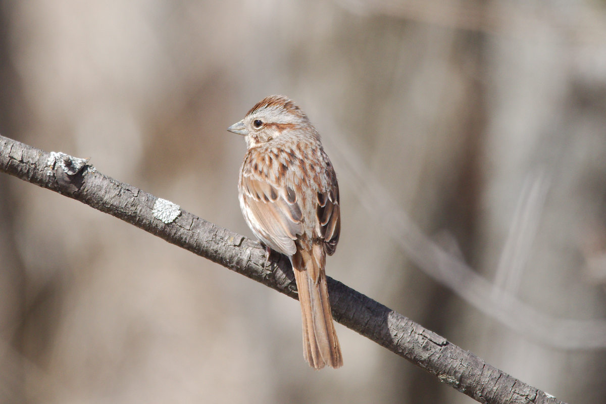 Song Sparrow - ML617196919