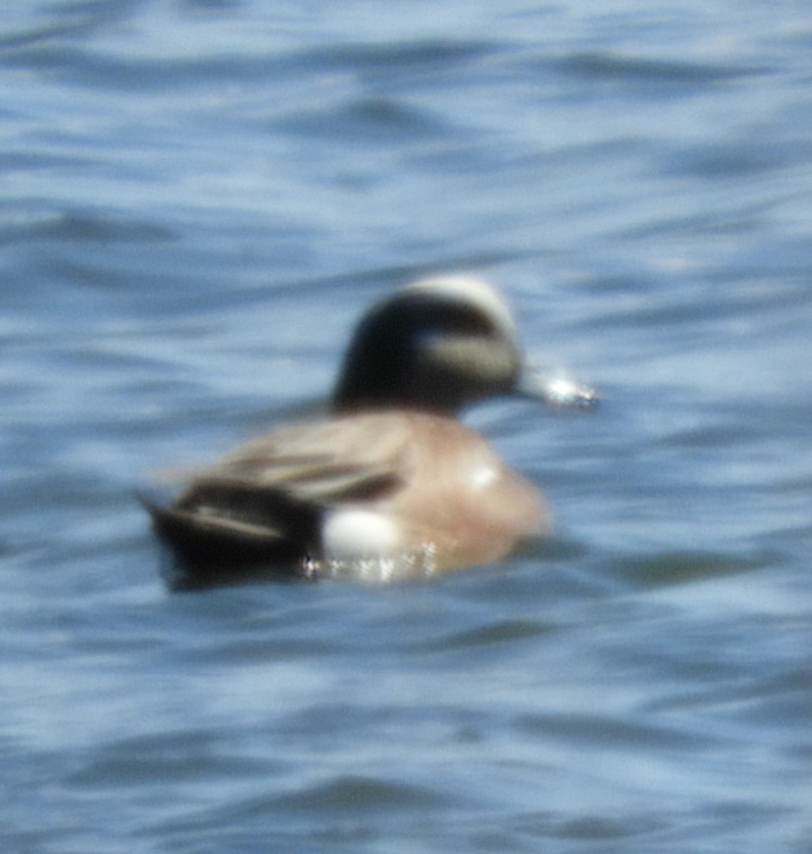 American Wigeon - Kathleen Spicer