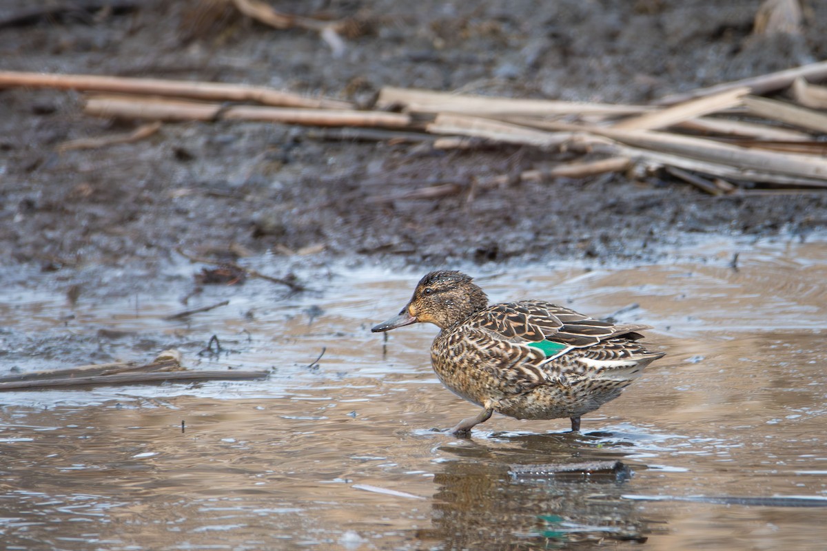 Green-winged Teal - ML617196959